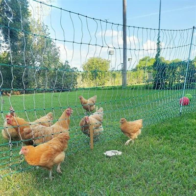 Stĺpiky pre hydinové ohradníky Pulwell zo sklenených vlákien: Zabezpečte svoje kŕdle odolným oplotením s nízkou{0}}údržbou